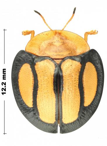 Réf. 275 314 : Aspidimorpha sessarum